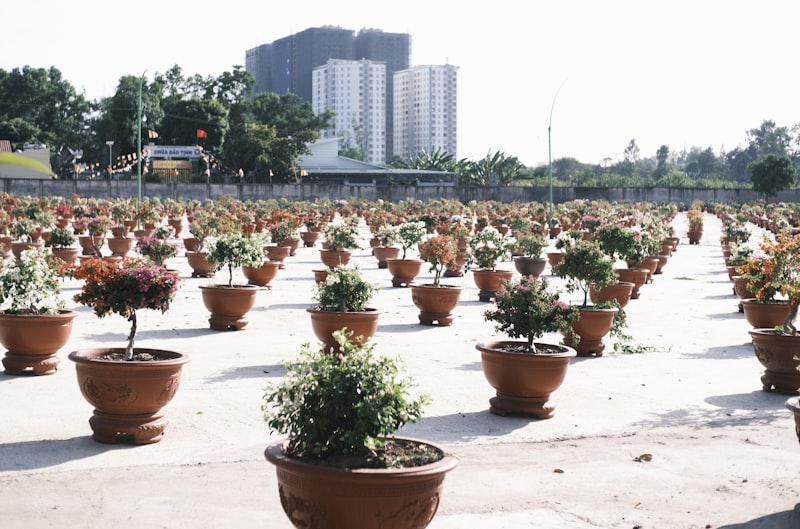 Top 10 Plants for Home Garden in Riyadh