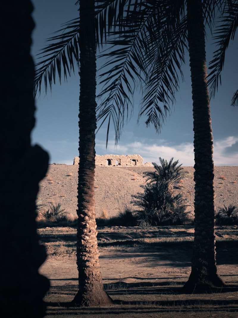 نخيل التمر